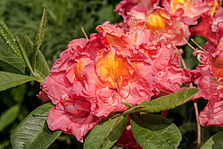 ������ ��������������� (Rhododendron � mollis = Rhododendron x kosterianum = Rhododendron x kosteranum) ���� �������