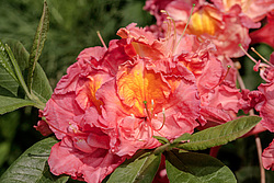 ������ ��������������� (Rhododendron � mollis = Rhododendron x kosterianum = Rhododendron x kosteranum) ���� �������