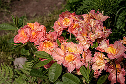 ������ ��������������� (Rhododendron � mollis = Rhododendron x kosterianum = Rhododendron x kosteranum) ���� �������