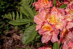 ������ ��������������� (Rhododendron � mollis = Rhododendron x kosterianum = Rhododendron x kosteranum) ���� �������
