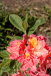 ������ ��������������� (Rhododendron � mollis = Rhododendron x kosterianum = Rhododendron x kosteranum) ���� �������