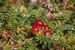 �������� (Vaccinium vitis-idaea) ������ ������, ������
