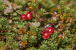 �������� (Vaccinium vitis-idaea) ������ ������, ������