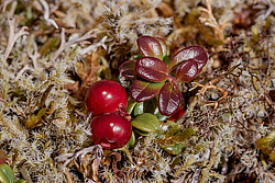 �������� (Vaccinium vitis-idaea) ������ ������, ������