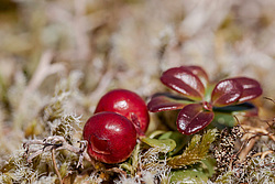 �������� (Vaccinium vitis-idaea) ������ ������, ������