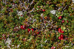 �������� (Vaccinium vitis-idaea) ������ ������, ������