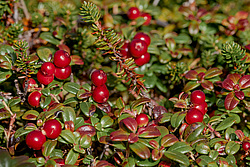 �������� (Vaccinium vitis-idaea) ������ ������, ������