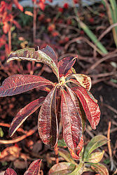 ������ ��������������� (Rhododendron � mollis) 