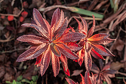 ������ ��������������� (Rhododendron � mollis) 