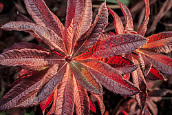 ������ ��������������� (Rhododendron � mollis) 