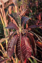 ������ ��������������� (Rhododendron � mollis) 