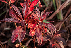 ������ ��������������� (Rhododendron � mollis) 
