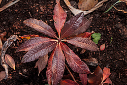 ������ ��������������� (Rhododendron � mollis) 