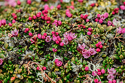 ��������� ������� (Loiseleuria procumbens) ������ ������, ������