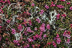 ��������� ������� (Loiseleuria procumbens) ������ ������, ������