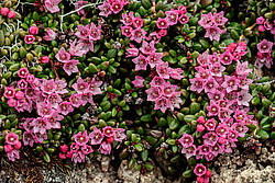 ��������� ������� (Loiseleuria procumbens) ������ ������, ������