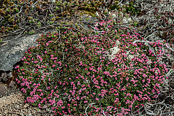 ��������� ������� (Loiseleuria procumbens) ������ ������, ������