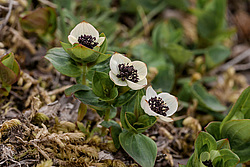 ĸ��� �������� (Chamaepericlymenum suecicum) ������ ������, ������