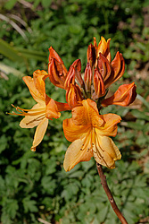 ������ ��������������� (Rhododendron � mollis) 