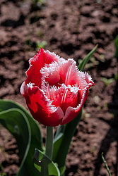 ������� ������� ����������� (Tulipa hybr.)