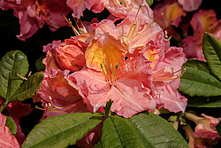������ ��������������� (Rhododendron � mollis = Rhododendron x kosterianum = Rhododendron x kosteranum) ���� �������
