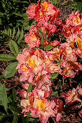������ ��������������� (Rhododendron � mollis = Rhododendron x kosterianum = Rhododendron x kosteranum) ���� �������