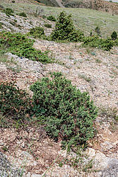 ��� ����� � �����������. �����, ����, ������