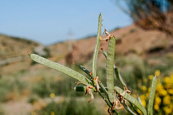 ��������� ���������� (Spartium junceum) ����, ������