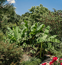 ����� ������� (Musa x paradisiaca) ����, ������
