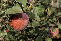 ������ �������� (Malus domestica) �����������