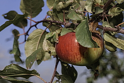 ������ �������� (Malus domestica) �����������
