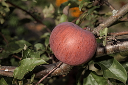 ������ �������� (Malus domestica) �����������