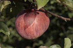 ������ �������� (Malus domestica) �����������