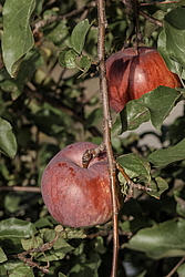 ������ �������� (Malus domestica) �����������