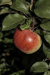 ������ �������� (Malus domestica) �����������