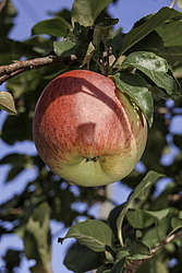 ������ �������� (Malus domestica) �����������
