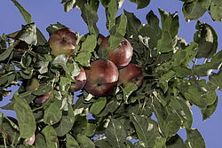������ �������� (Malus domestica) �����������