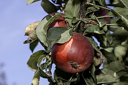 ������ �������� (Malus domestica) �����������