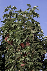 ������ �������� (Malus domestica) �����������