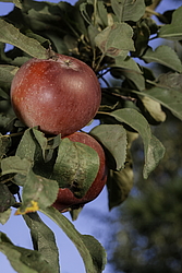 ������ �������� (Malus domestica) �����������