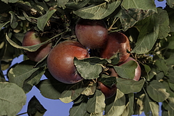 ������ �������� (Malus domestica) �����������