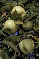 ������ �������� (Malus domestica) �����������