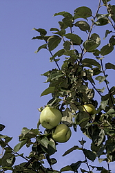 ������ �������� (Malus domestica) �����������