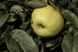 ������ �������� (Malus domestica) �����������