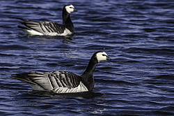��������� ������� (Branta leucopsis) �������, ������������� �������, ������