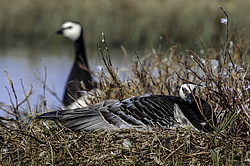 ��������� ������� (Branta leucopsis) �������, ������������� �������, ������