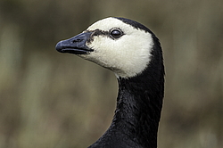 ��������� ������� (Branta leucopsis) �������, ������������� �������, ������