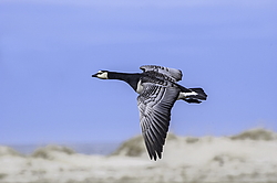 ��������� ������� (Branta leucopsis) �������, ������������� �������, ������