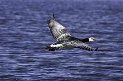��������� ������� (Branta leucopsis) �������, ������������� �������, ������