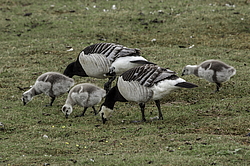 ��������� ������� (Branta leucopsis) �������, ������������� �������, ������